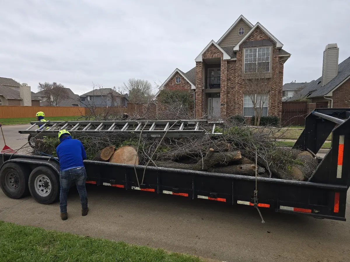 Expert Tree Removal with proper safety equipment in Tremont
